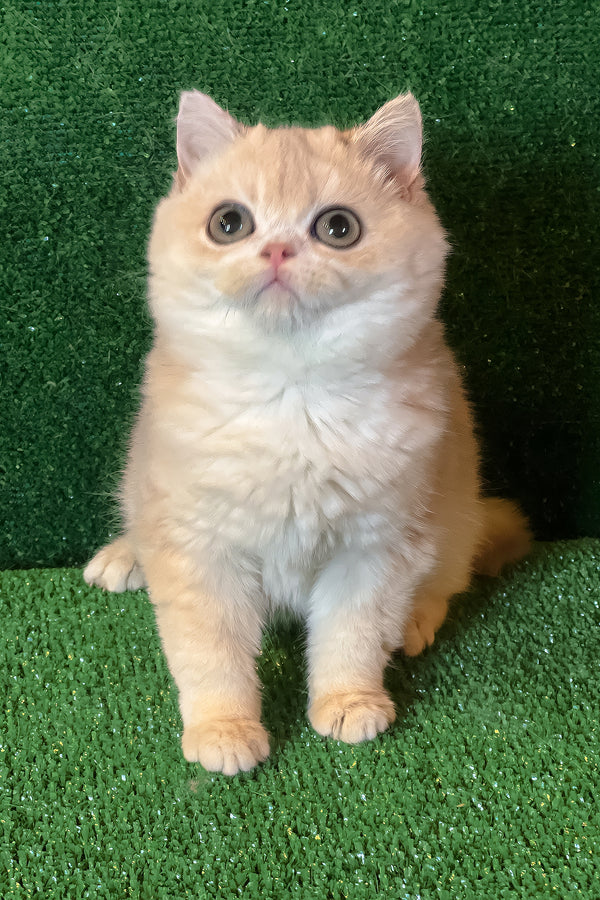 Radomir | British Shorthair Kitten