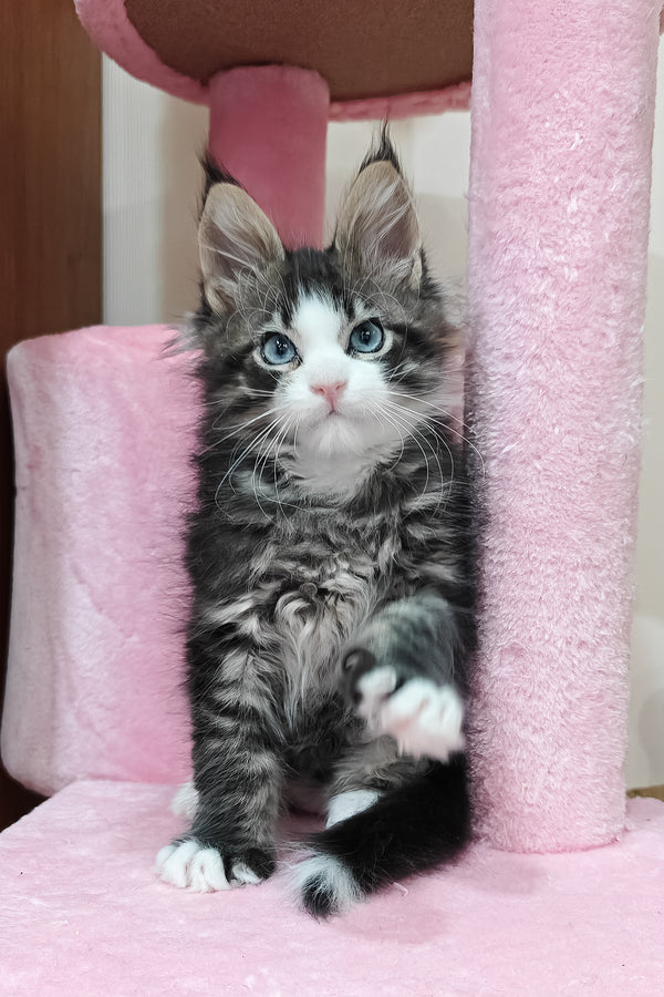 Rafael | Maine Coon Kitten