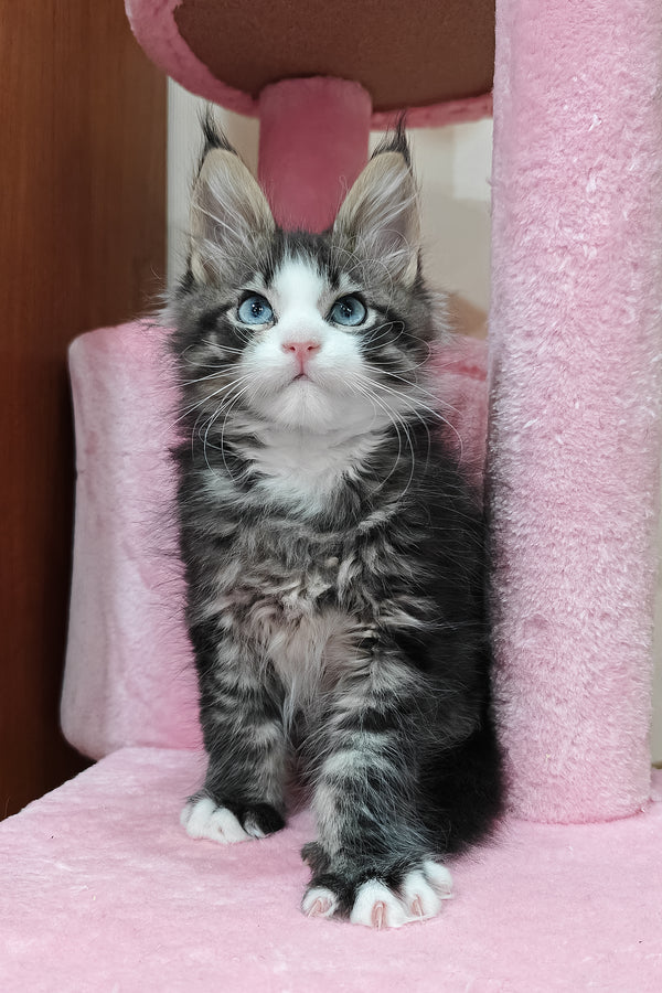 Rafael | Maine Coon Kitten