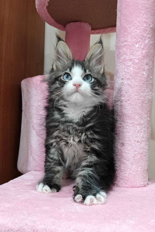 Rafael | Maine Coon Kitten