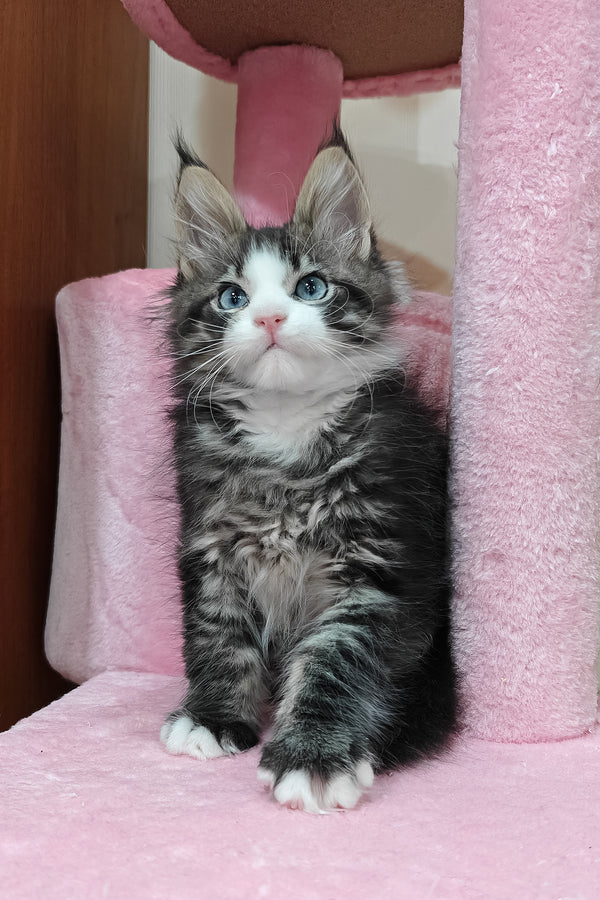 Rafael | Maine Coon Kitten