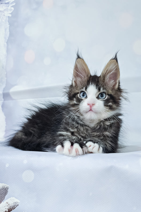 Rafael | Maine Coon Kitten