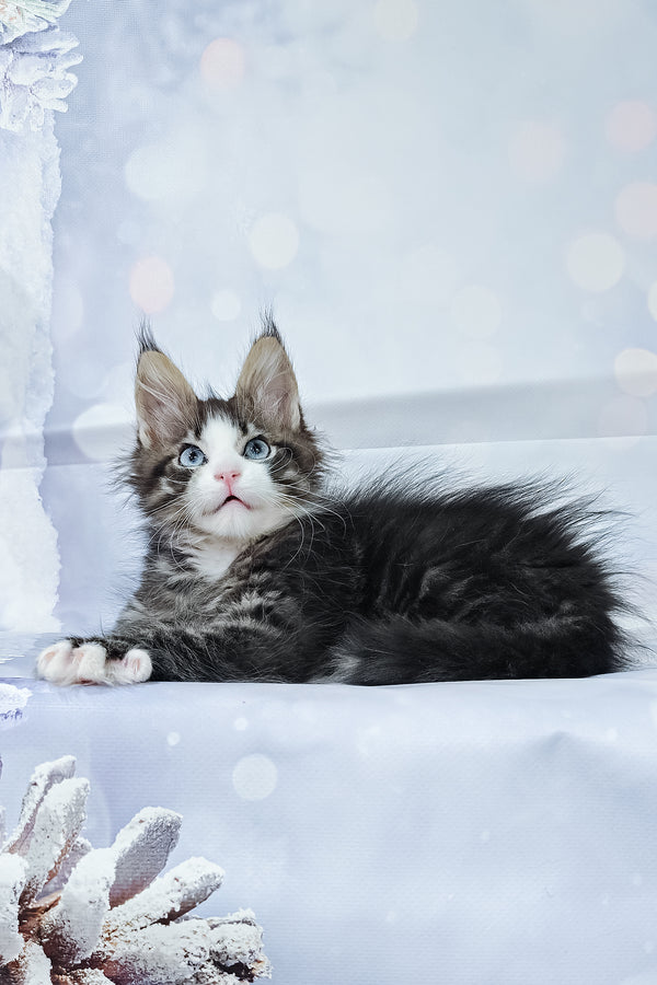 Rafael | Maine Coon Kitten