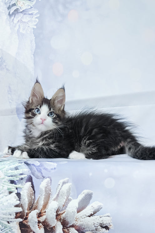 Rafael | Maine Coon Kitten