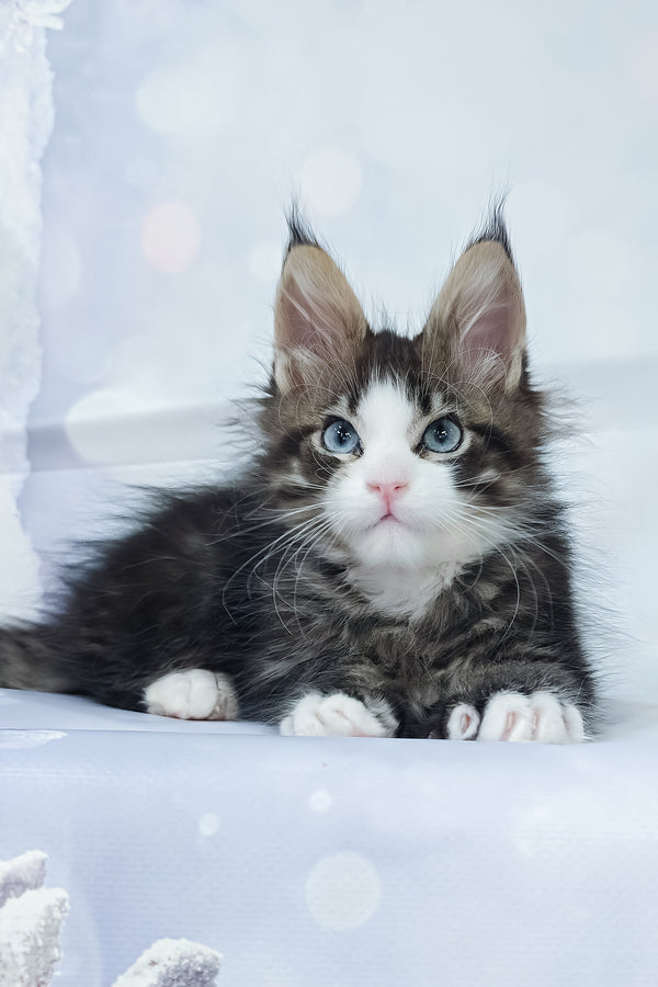 Rafael | Maine Coon Kitten
