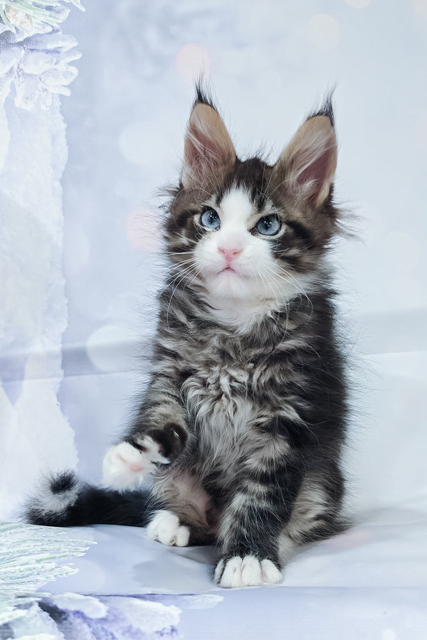 Rafael | Maine Coon Kitten