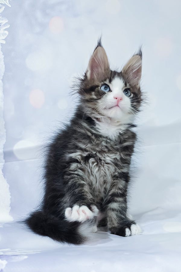 Rafael | Maine Coon Kitten