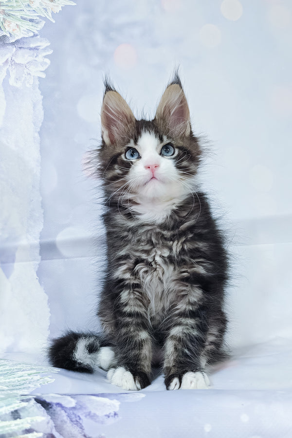 Rafael | Maine Coon Kitten