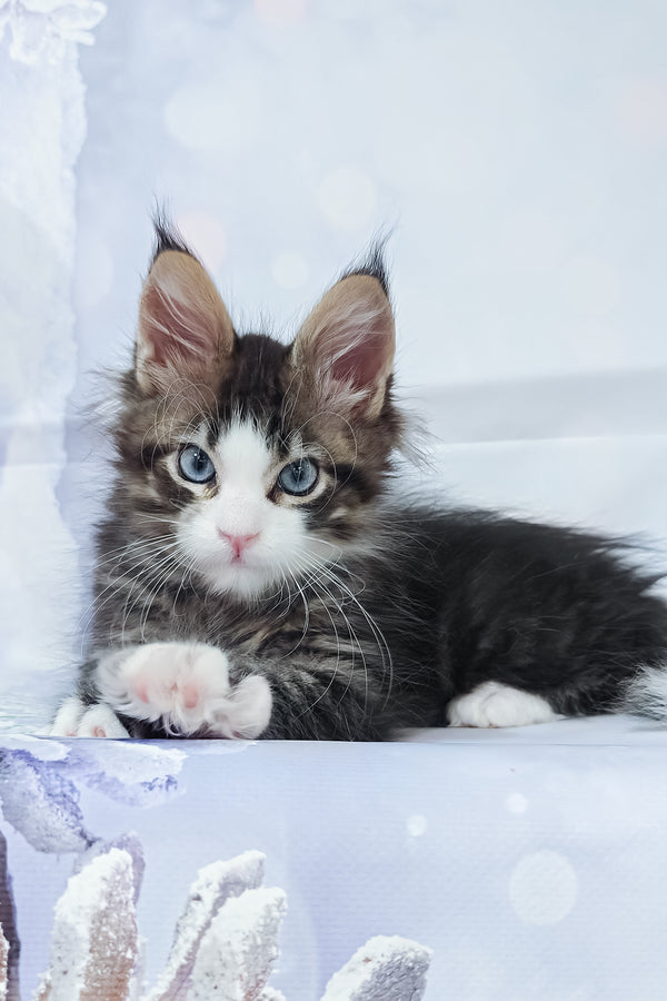 Rafael | Maine Coon Kitten