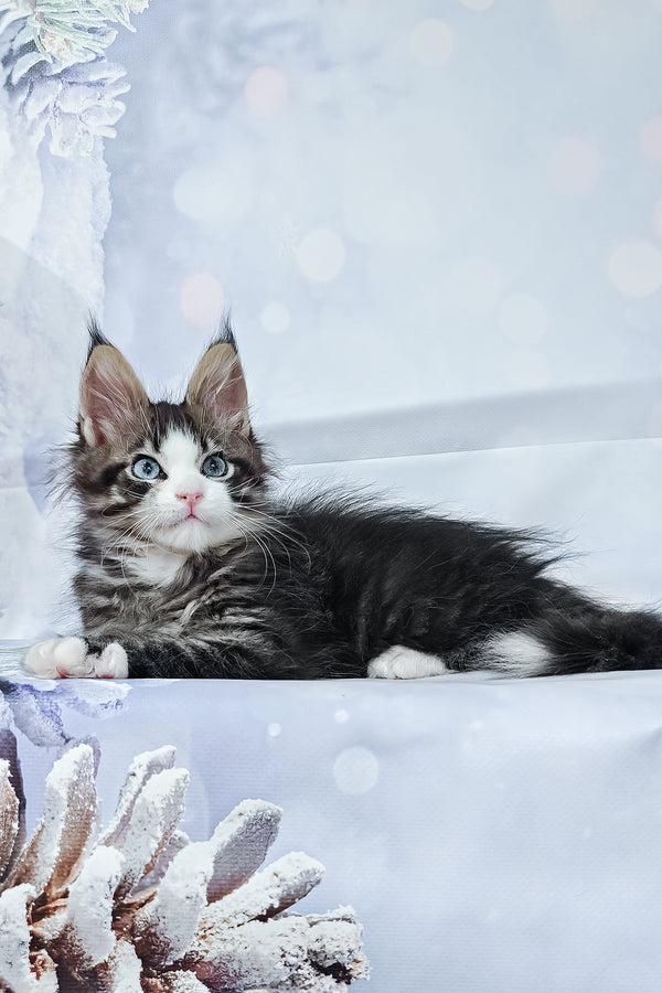 Rafael | Maine Coon Kitten