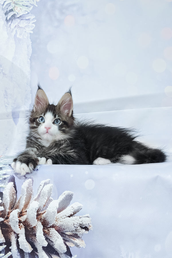 Rafael | Maine Coon Kitten