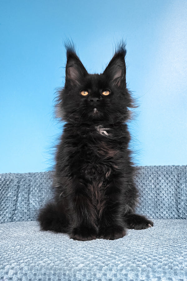 Rafaela | Maine Coon Kitten