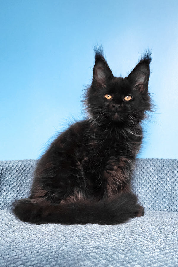 Rafaela | Maine Coon Kitten
