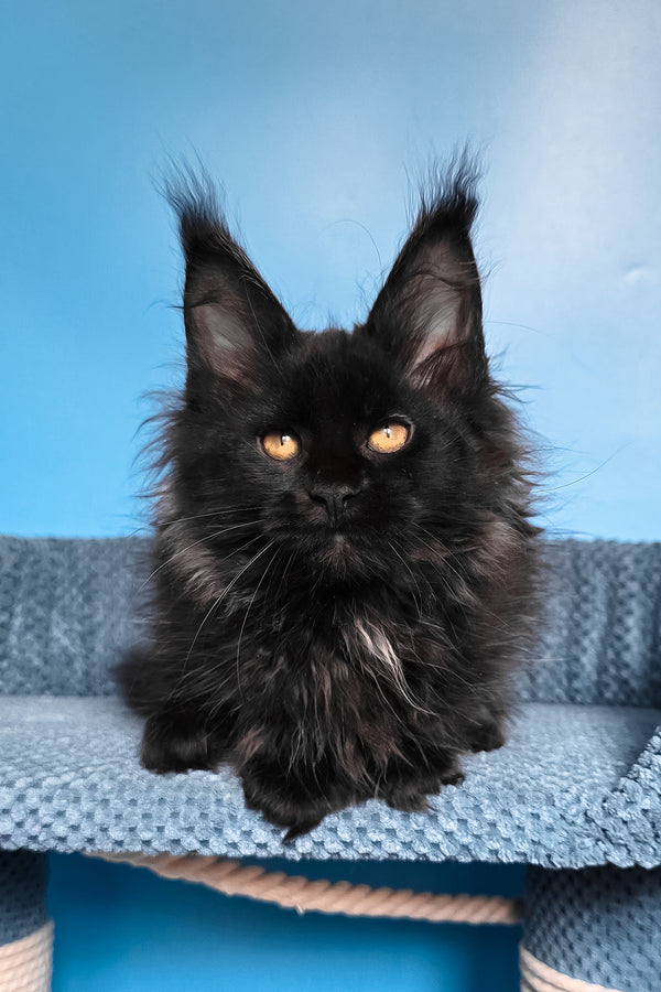 Rafaela | Maine Coon Kitten