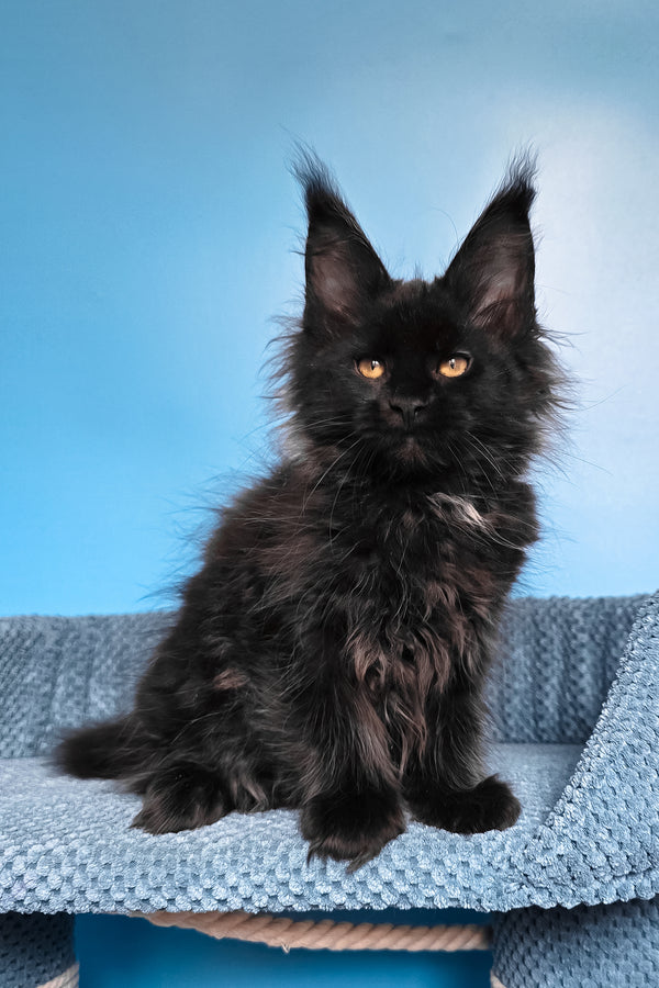 Rafaela | Maine Coon Kitten