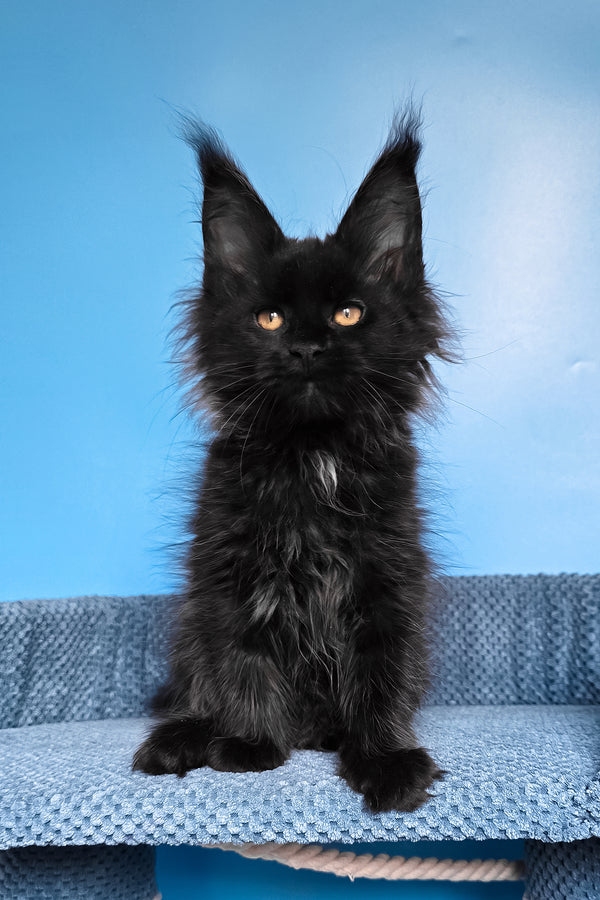 Rafaela | Maine Coon Kitten