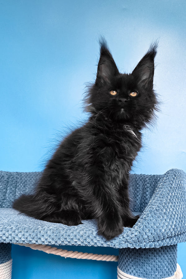 Rafaela | Maine Coon Kitten