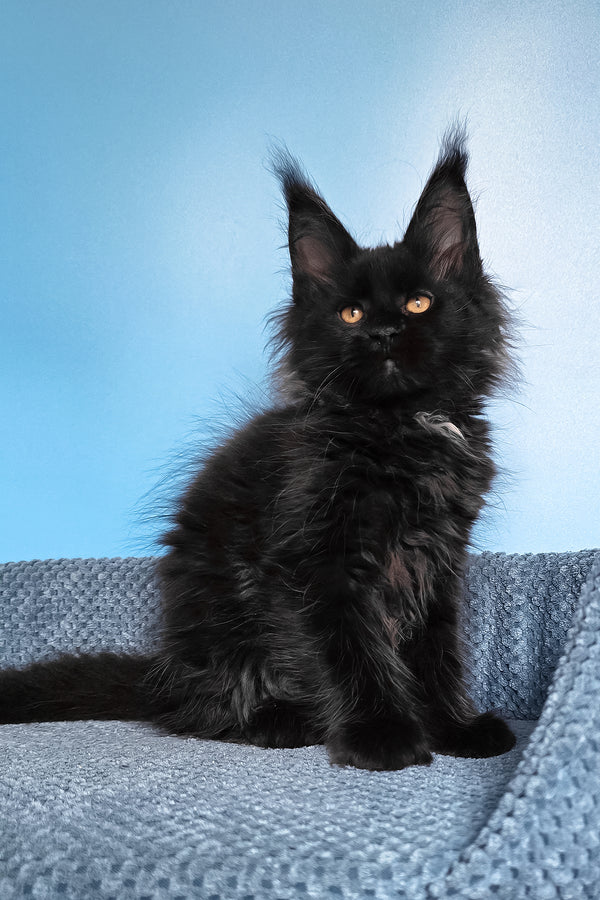 Rafaela | Maine Coon Kitten