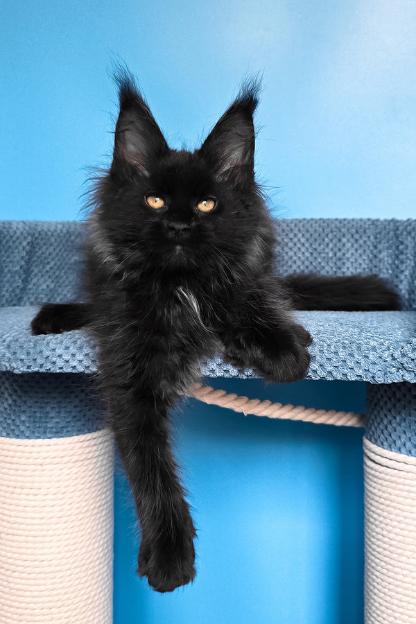 Rafaela | Maine Coon Kitten