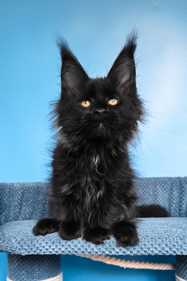 Rafaela | Maine Coon Kitten
