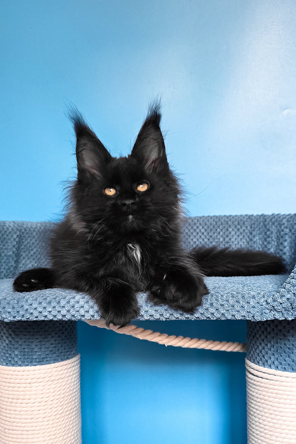 Rafaela | Maine Coon Kitten