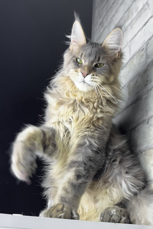 Ragnar | Maine Coon Kitten