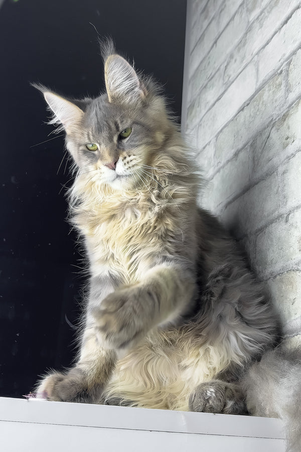 Ragnar | Maine Coon Kitten
