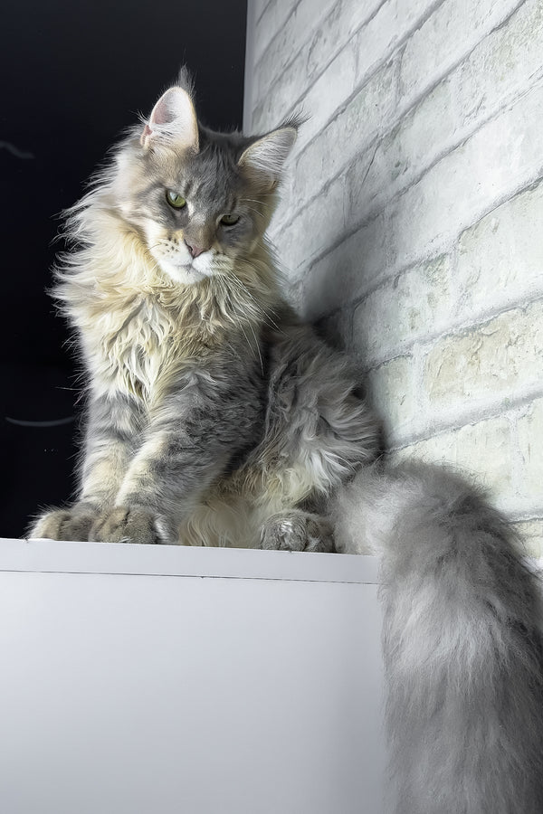 Ragnar | Maine Coon Kitten