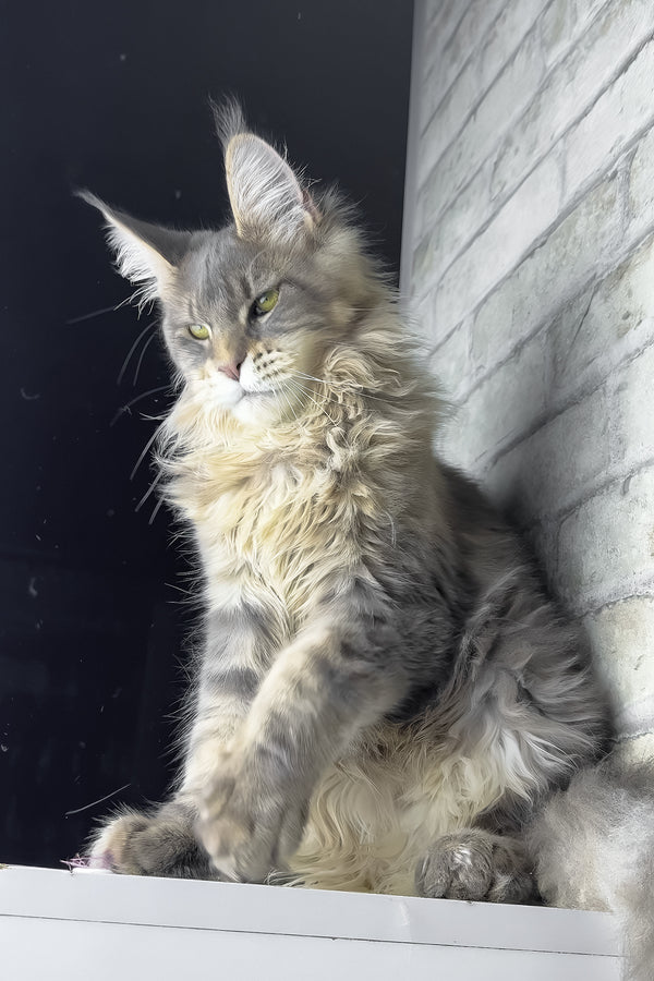 Ragnar | Maine Coon Kitten