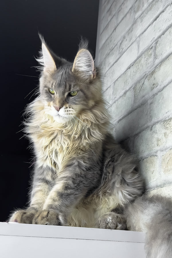 Ragnar | Maine Coon Kitten