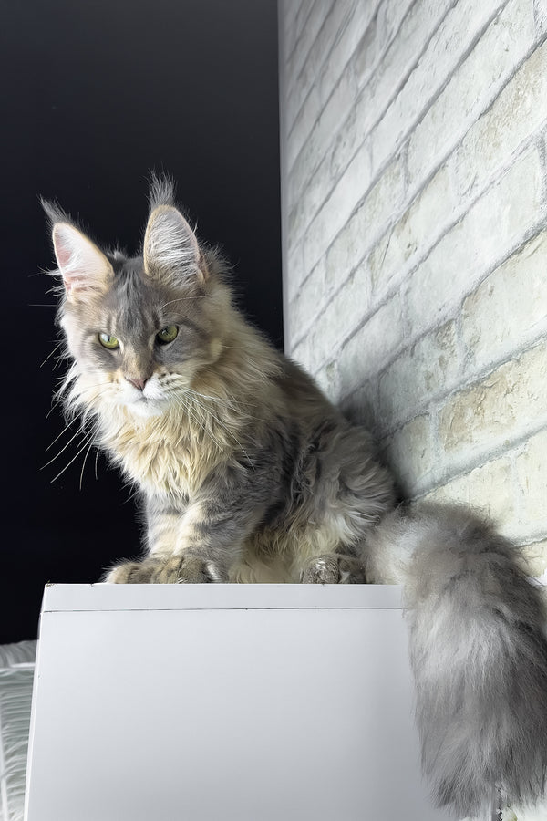 Ragnar | Maine Coon Kitten