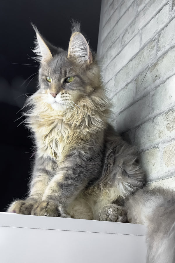 Ragnar | Maine Coon Kitten