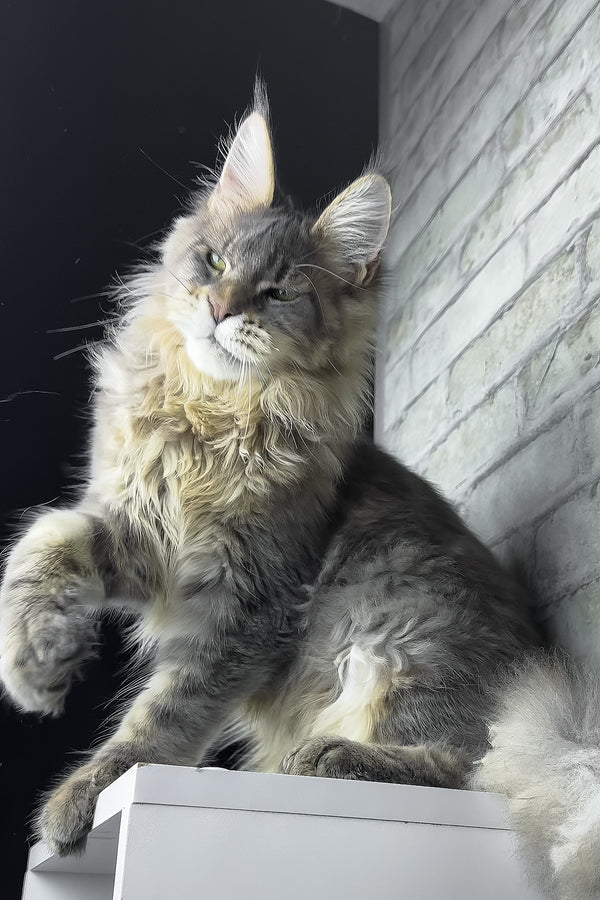 Ragnar | Maine Coon Kitten