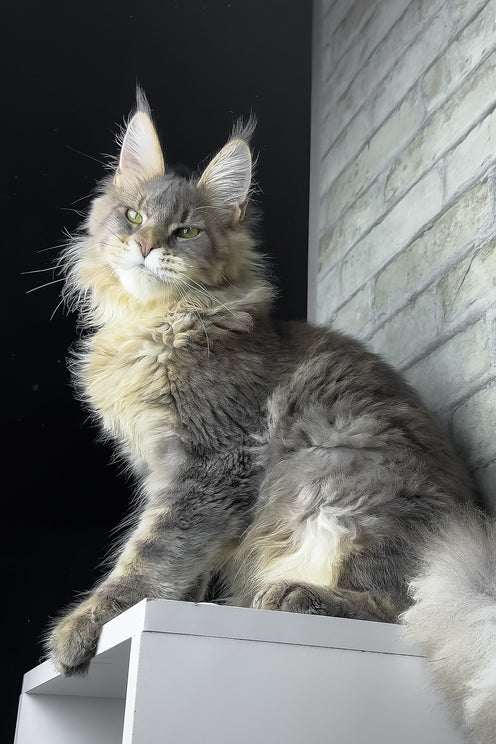 Ragnar | Maine Coon Kitten