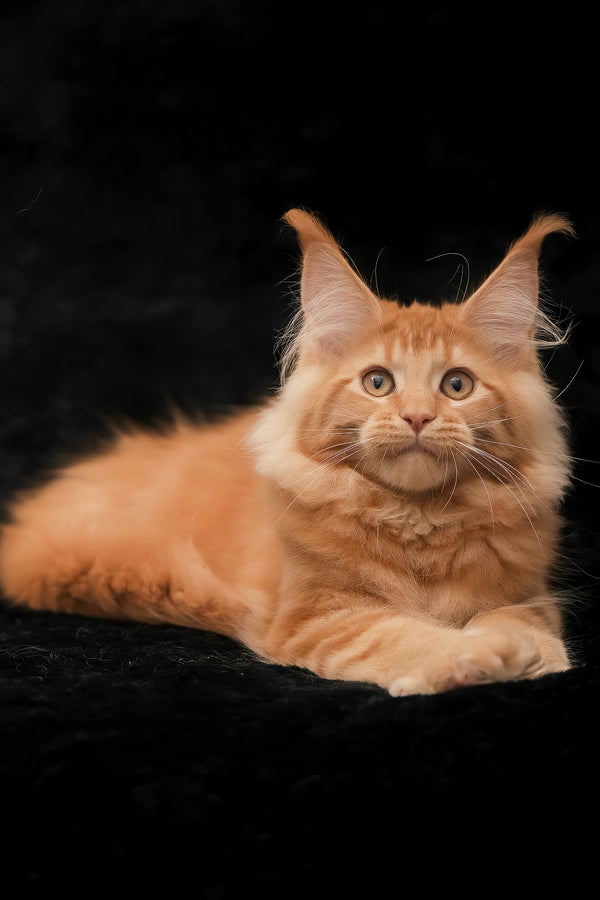 Raily | Maine Coon Kitten