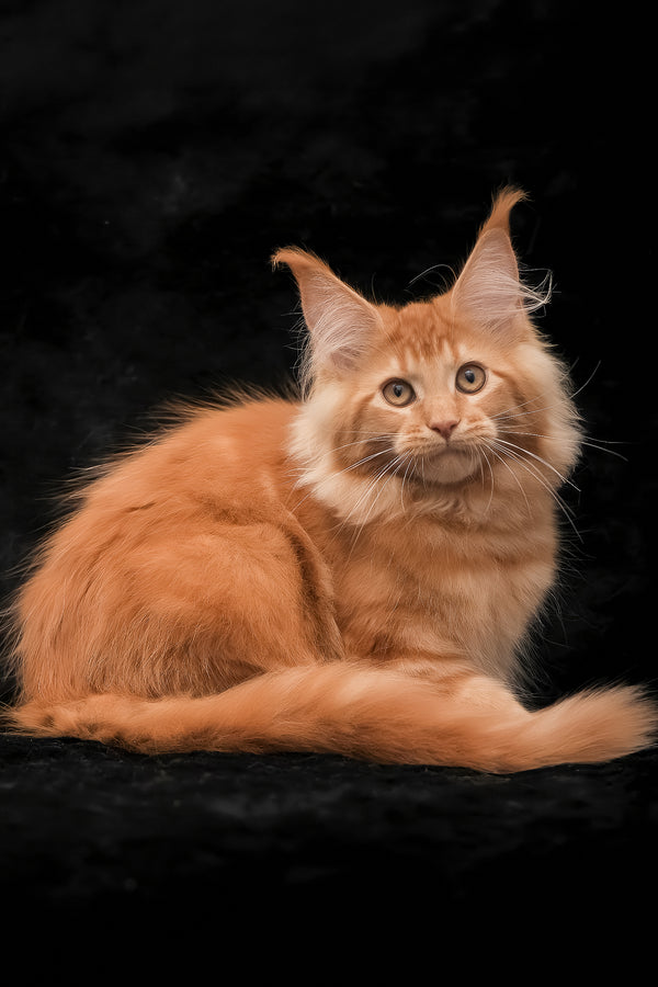 Raily | Maine Coon Kitten