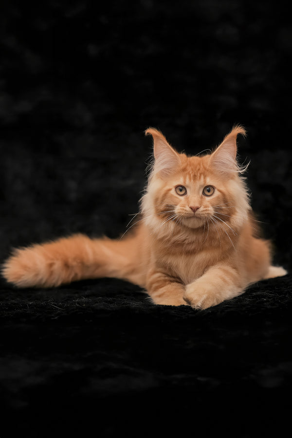 Raily | Maine Coon Kitten