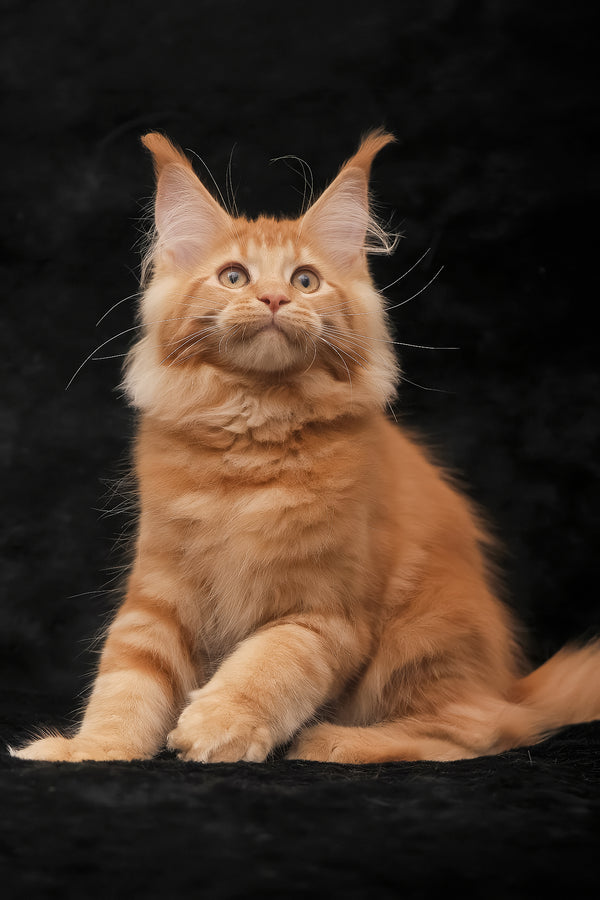 Raily | Maine Coon Kitten