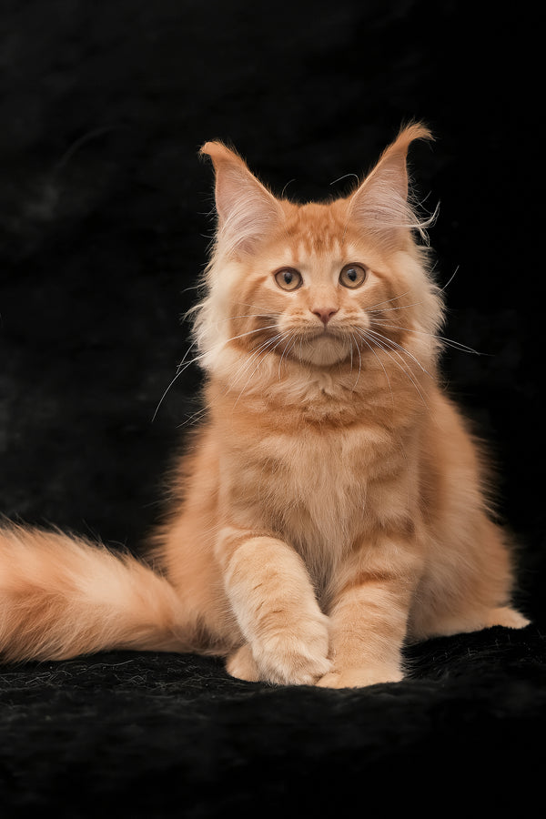 Raily | Maine Coon Kitten