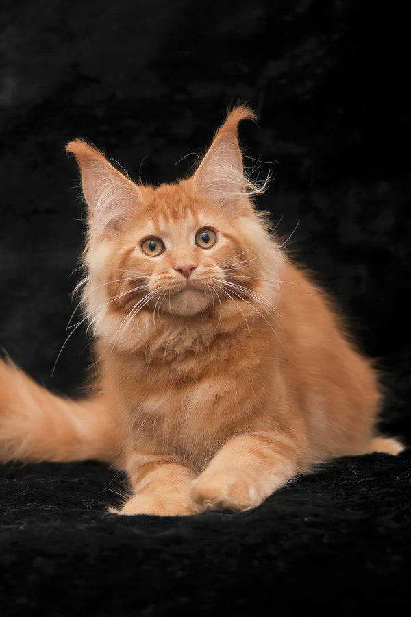 Raily | Maine Coon Kitten