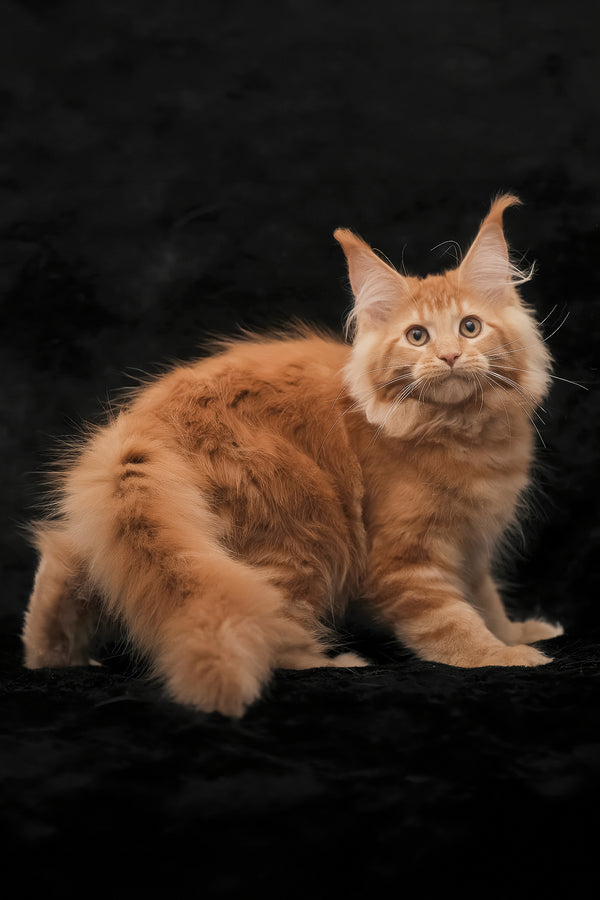 Raily | Maine Coon Kitten