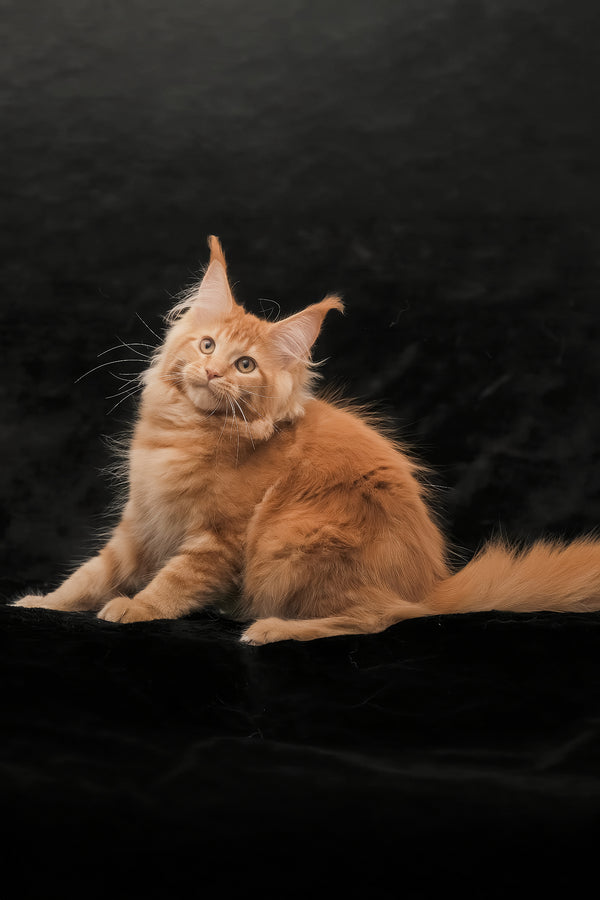 Raily | Maine Coon Kitten