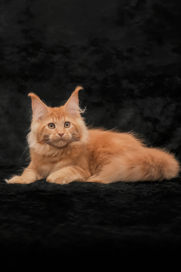 Raily | Maine Coon Kitten
