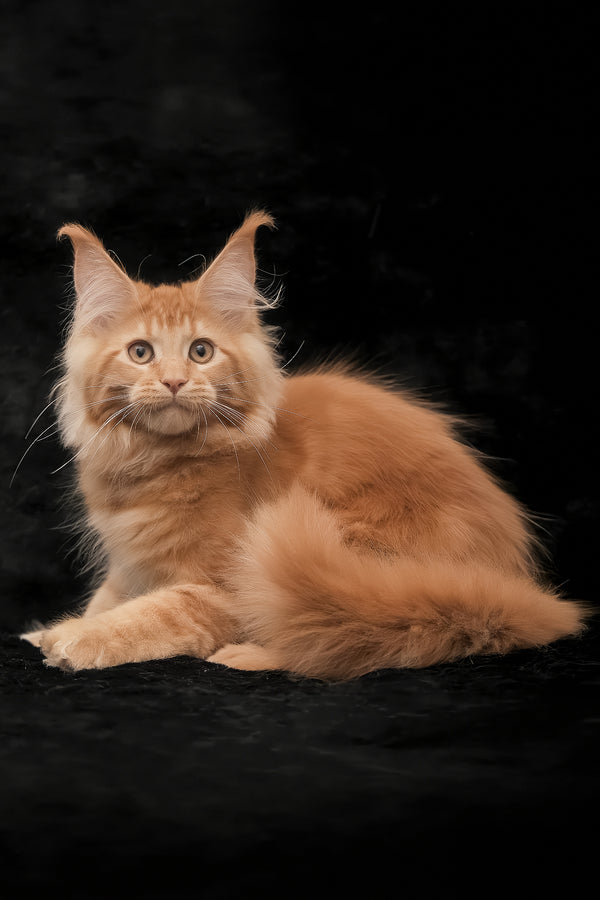 Raily | Maine Coon Kitten