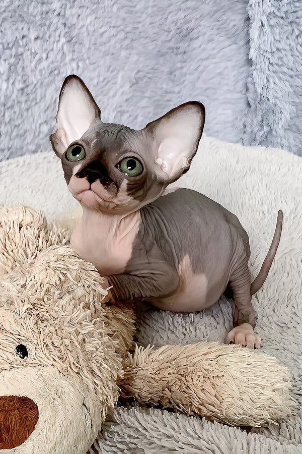 Rain | Canadian Sphynx Kitten