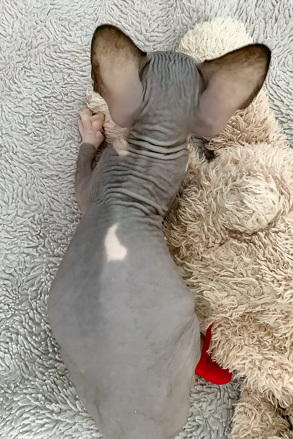 Rain | Canadian Sphynx Kitten