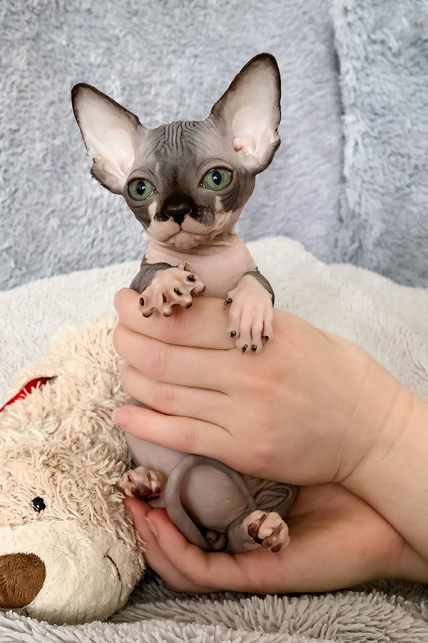 Rain | Canadian Sphynx Kitten