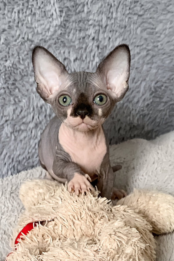 Rain | Canadian Sphynx Kitten
