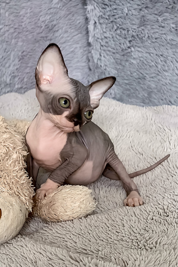 Rain | Canadian Sphynx Kitten