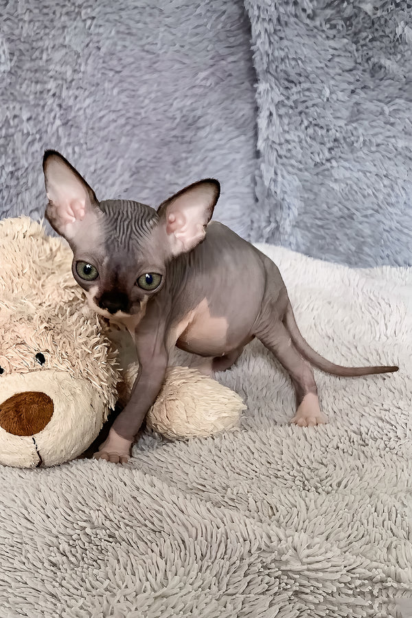 Rain | Canadian Sphynx Kitten